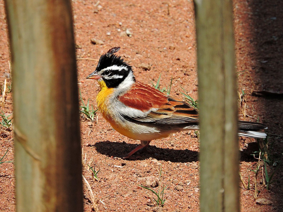 Golden-breasted Bunting - ML617931876