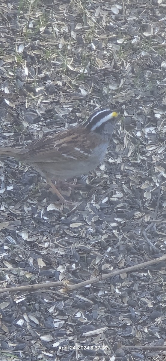 White-throated Sparrow - ML617931878