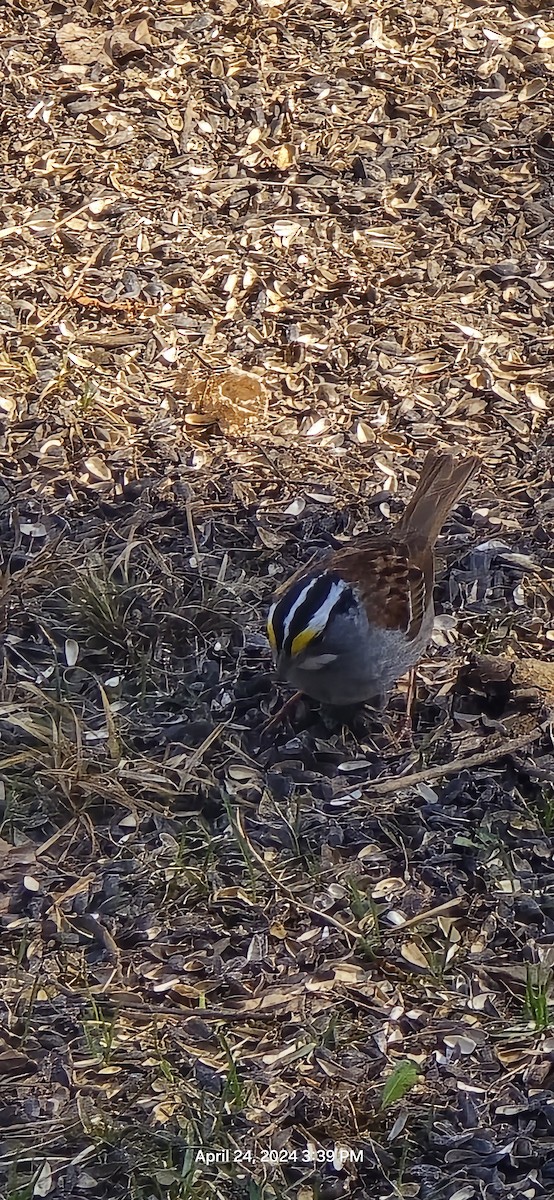 White-throated Sparrow - ML617931879