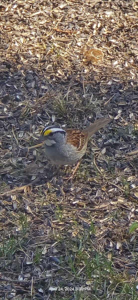 White-throated Sparrow - Susan Anderson