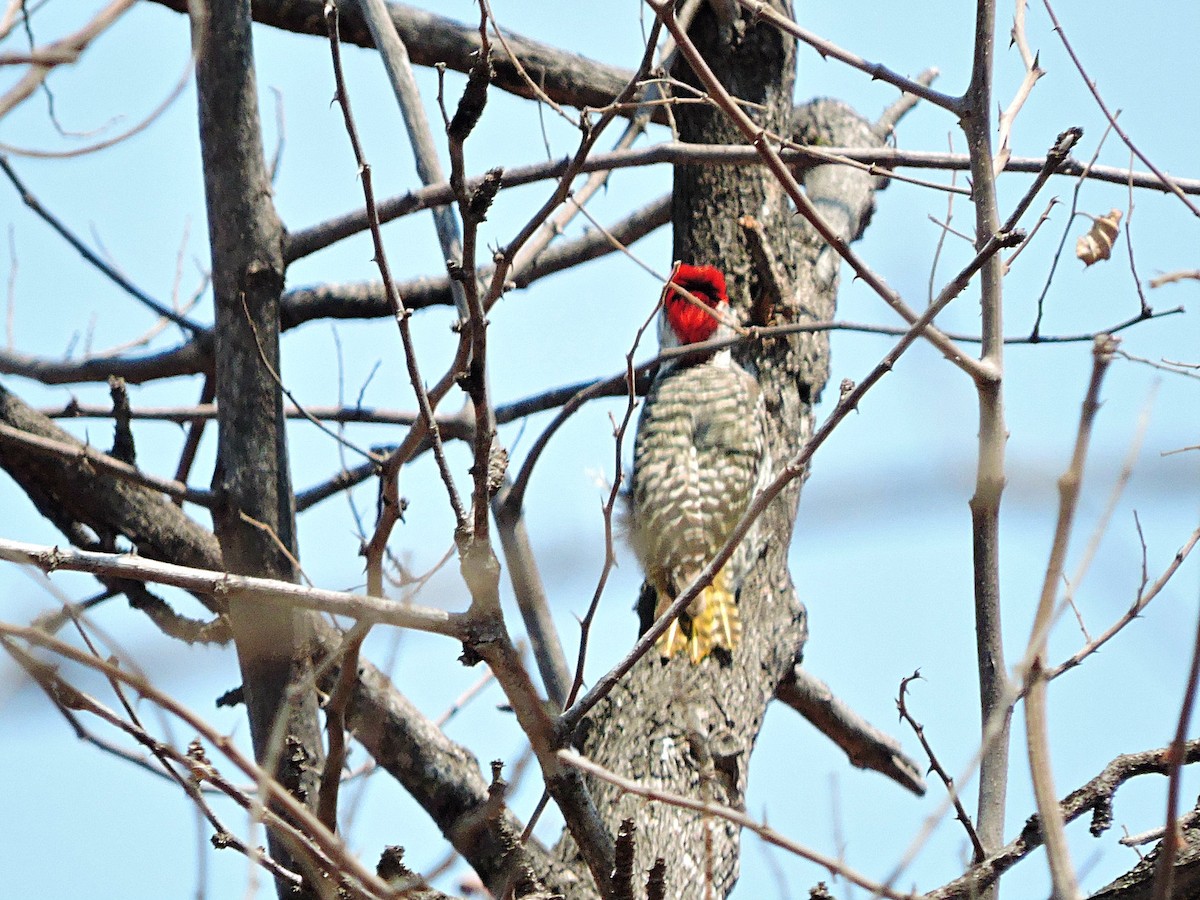 Golden-tailed Woodpecker - ML617931896