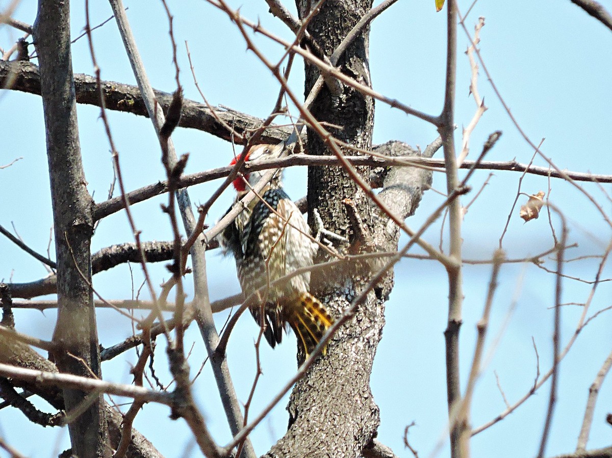 Golden-tailed Woodpecker - ML617931897