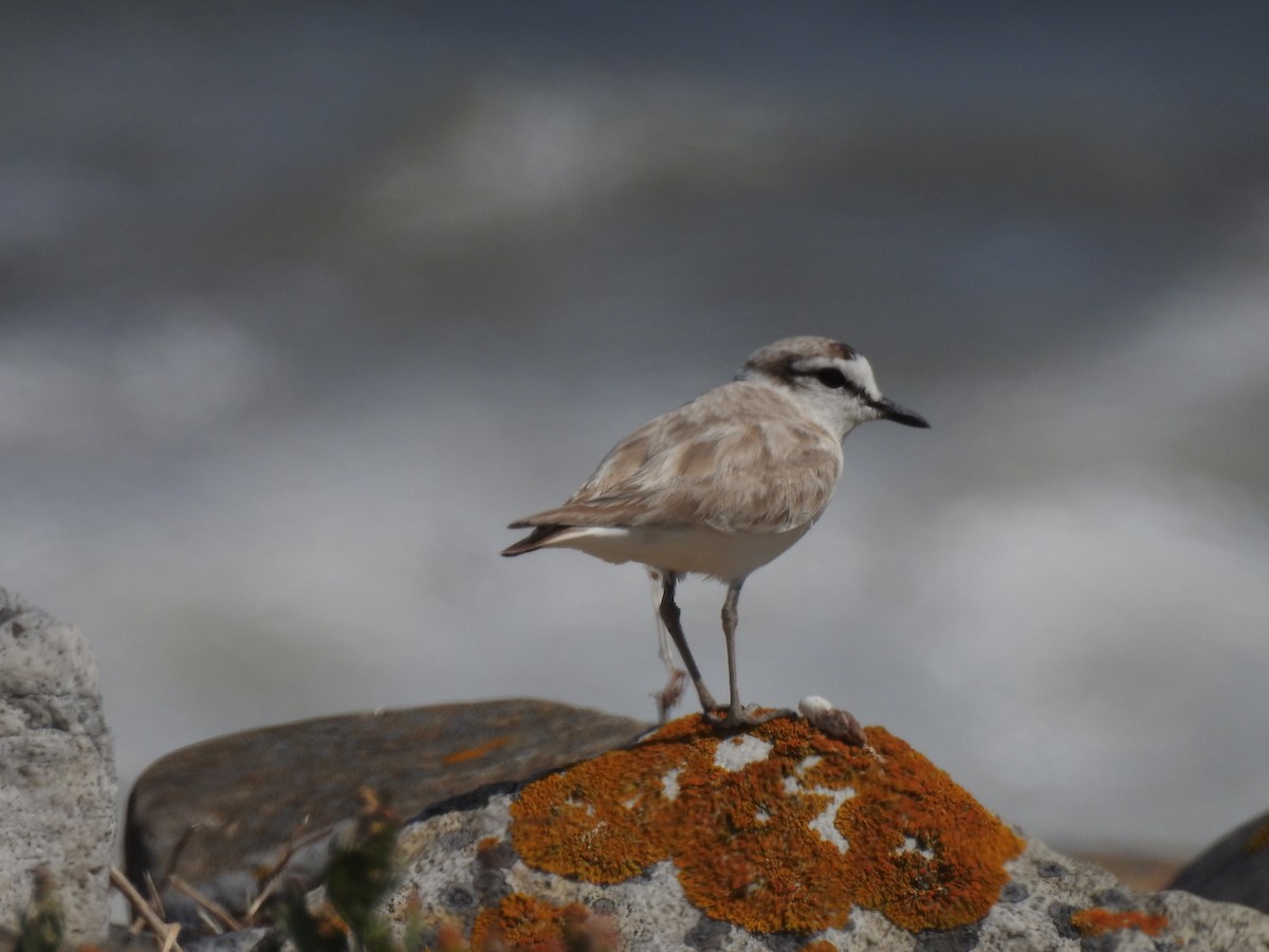 White-fronted Plover - ML617931947