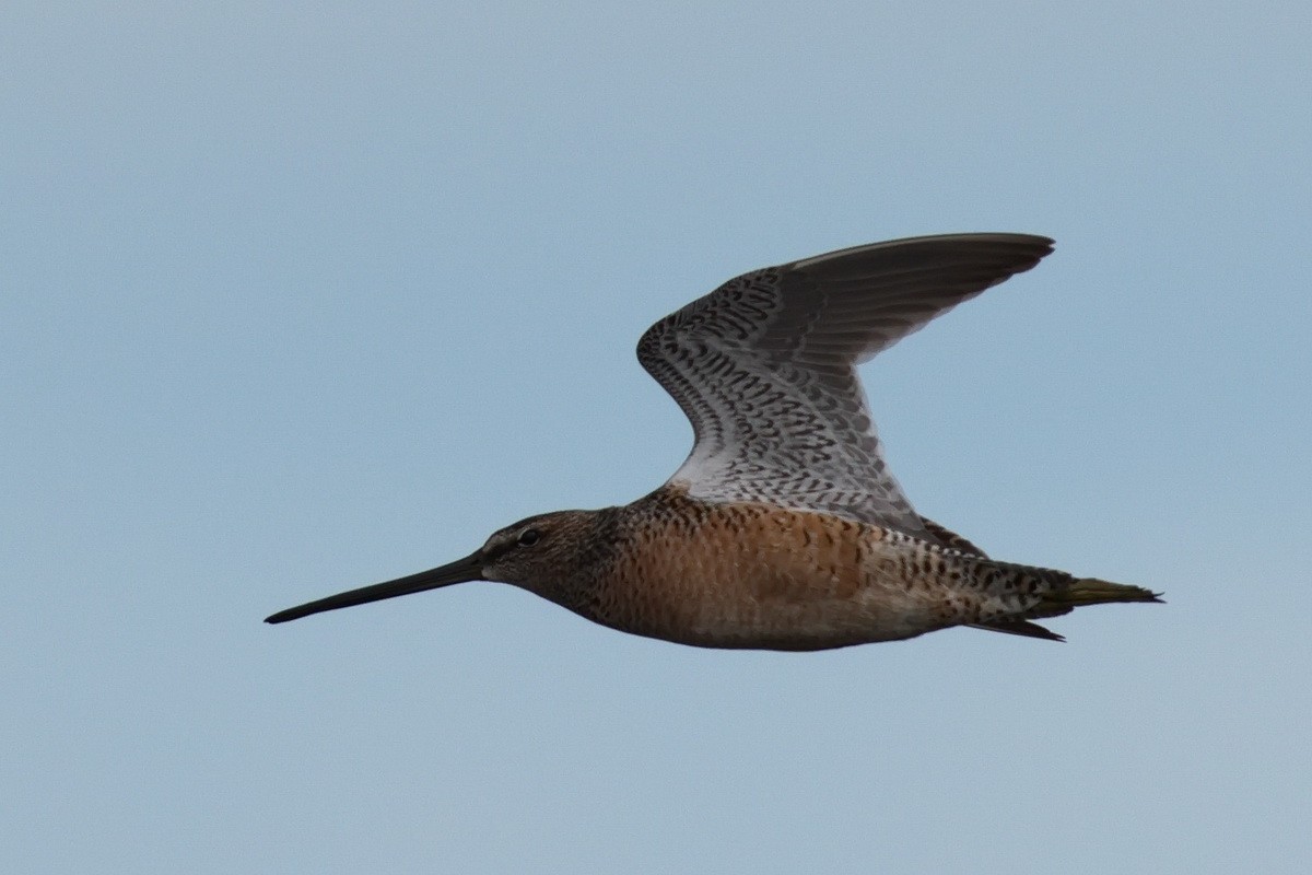 Long-billed Dowitcher - ML617931953