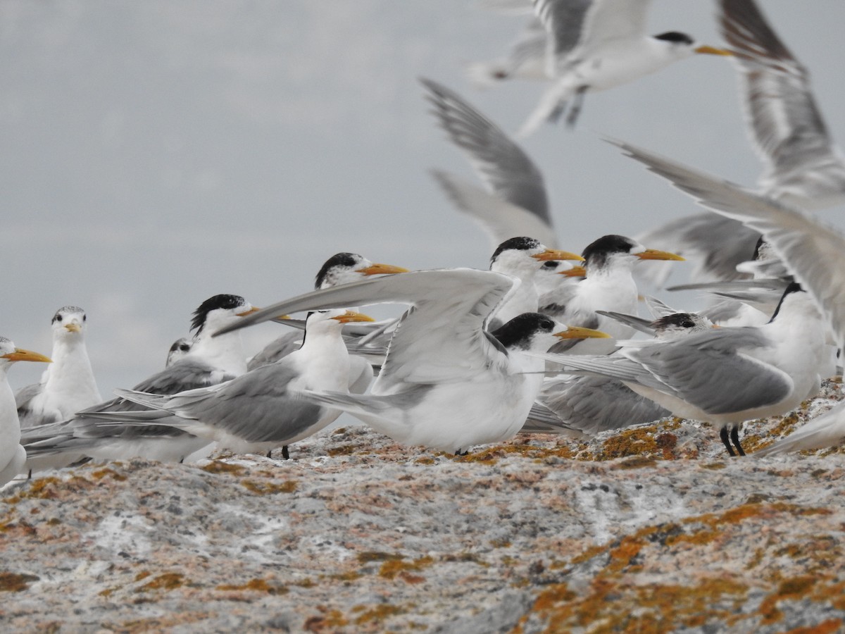 Great Crested Tern - ML617931977