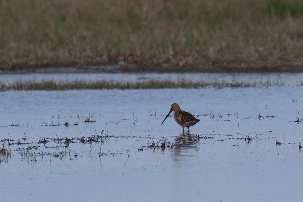 Long-billed Dowitcher - ML617932004