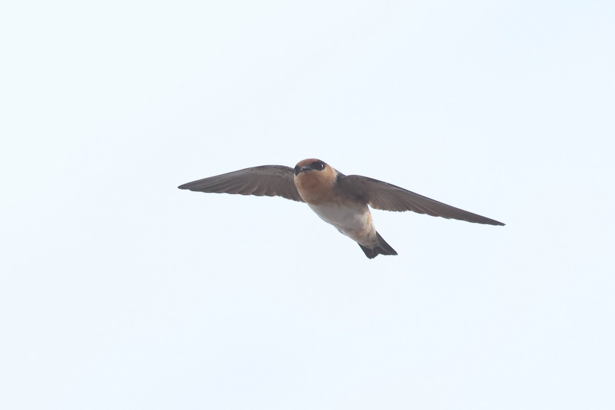 Cave Swallow (Texas) - ML617932013