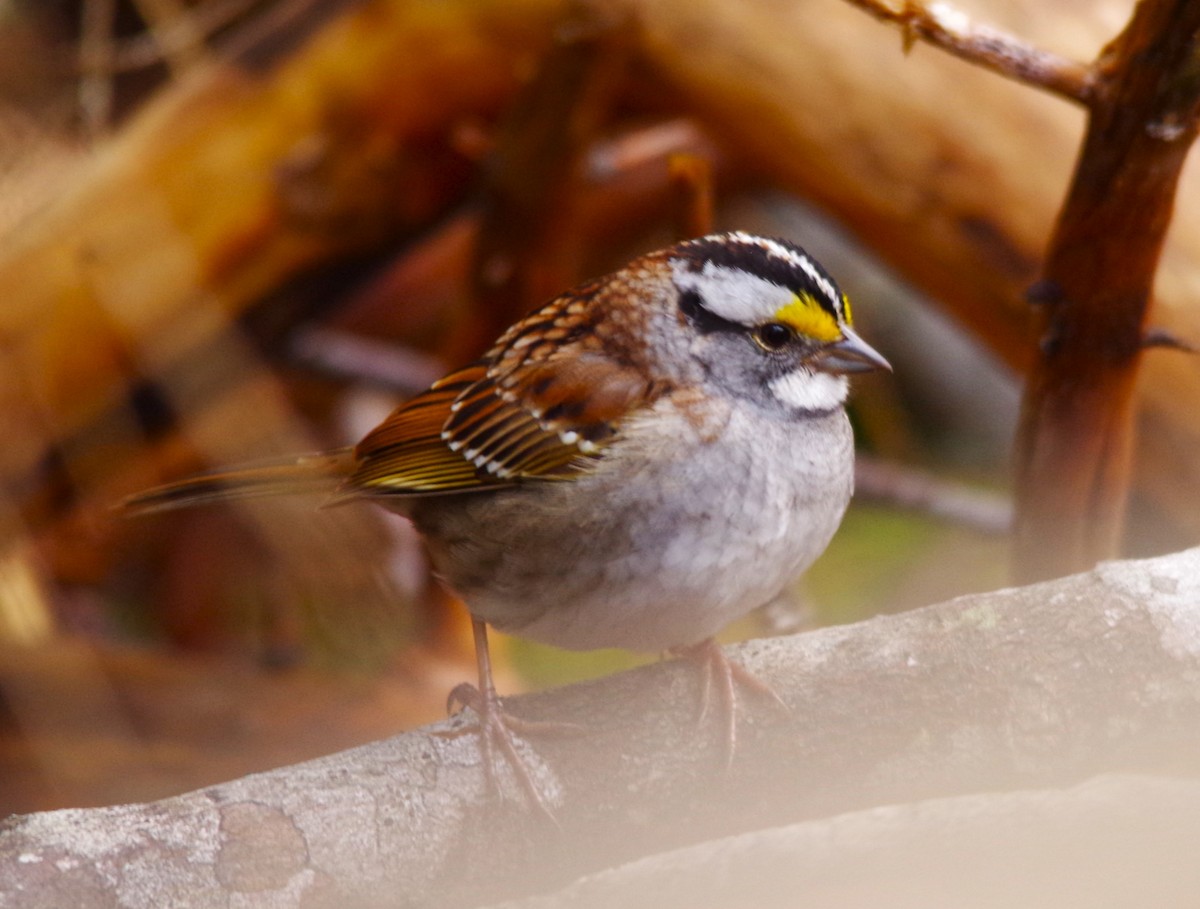 White-throated Sparrow - Jeff Ogden