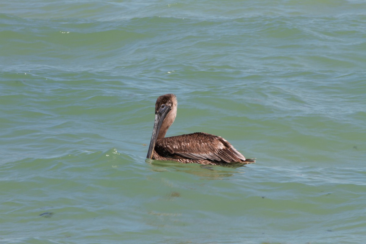 Brown Pelican (Atlantic) - ML617932030
