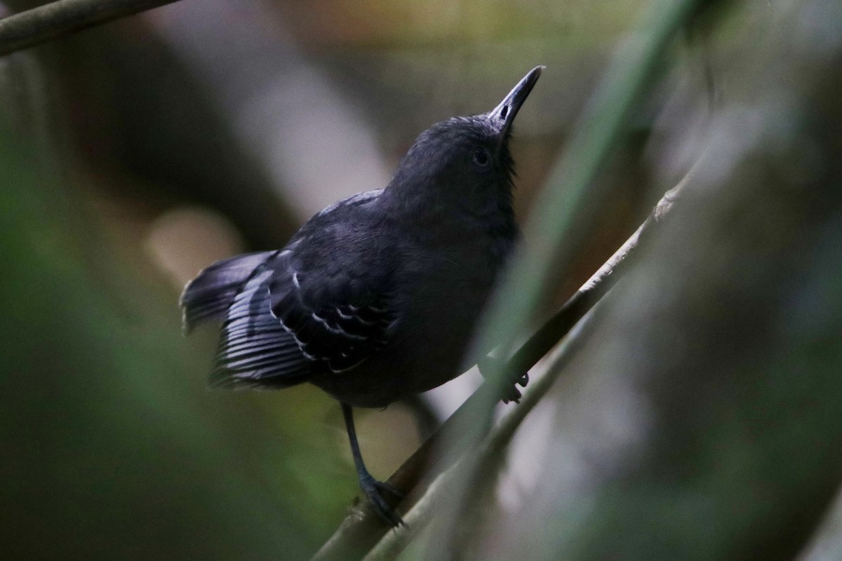 Black-chinned Antbird - Richard Dunn