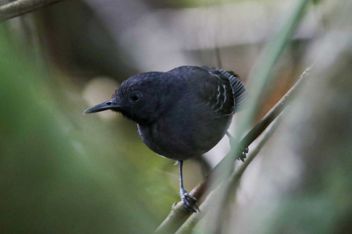 Black-chinned Antbird - ML617932049
