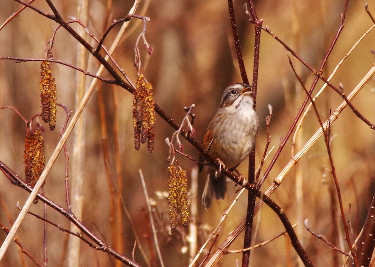 Swamp Sparrow - ML617932052