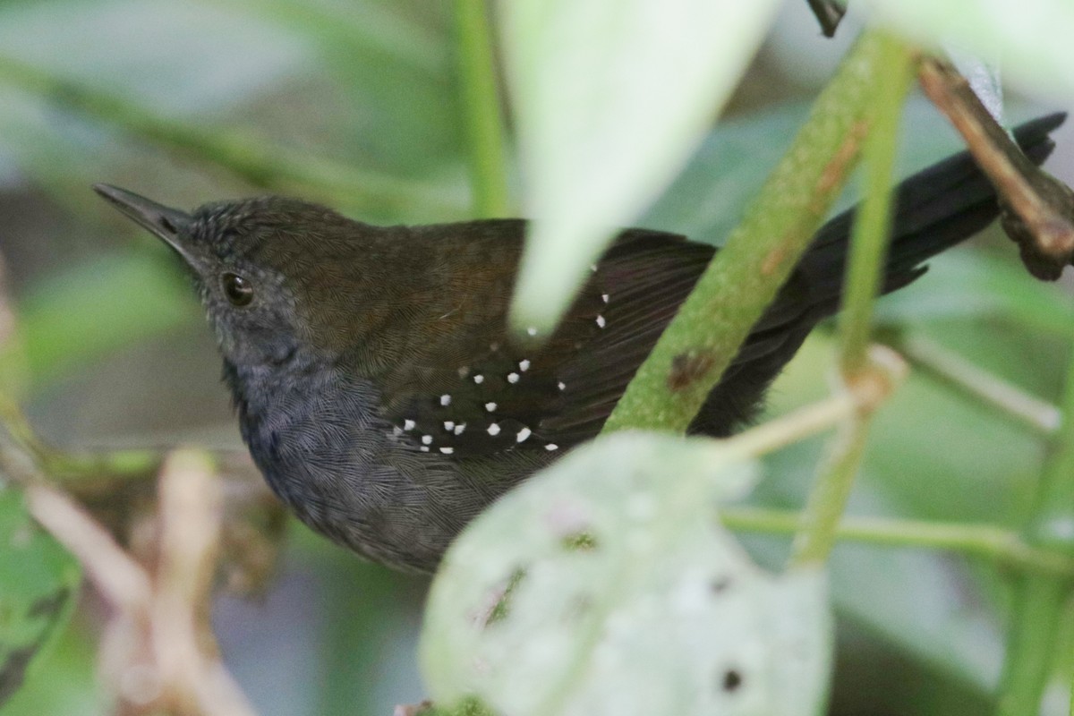 Black-throated Antbird - ML617932061