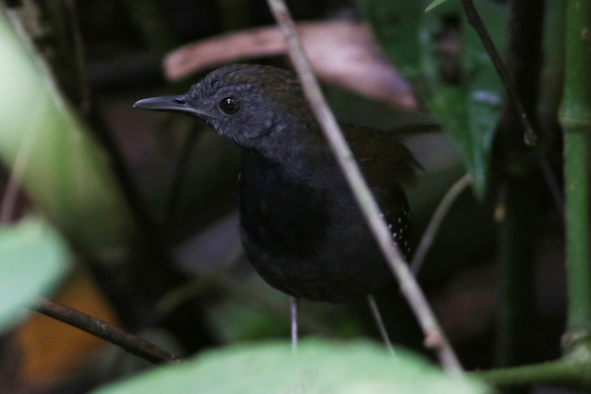 Black-throated Antbird - ML617932062