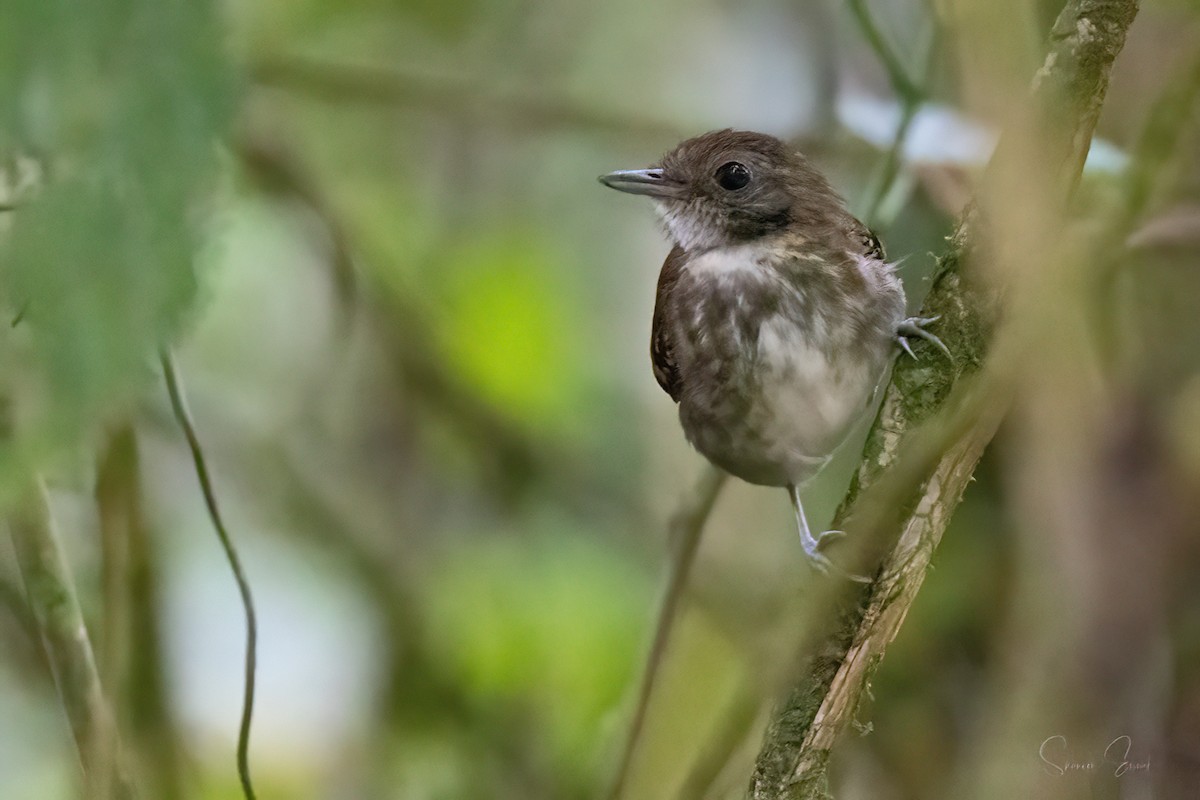 Spotted Antbird - ML617932067