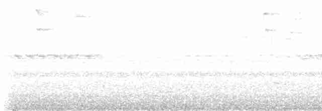 Голкохвіст сірочеревий - ML617932084