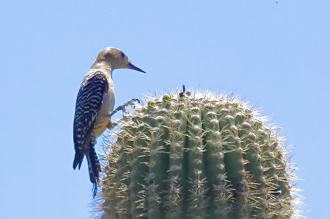 Pic des saguaros - ML617932108
