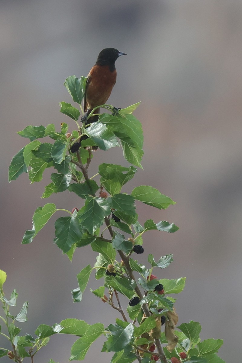 Orchard Oriole - ML617932156