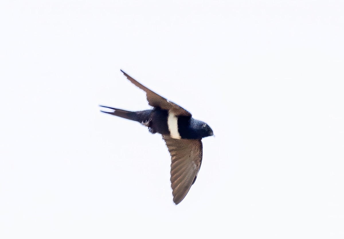 White-banded Swallow - ML617932172