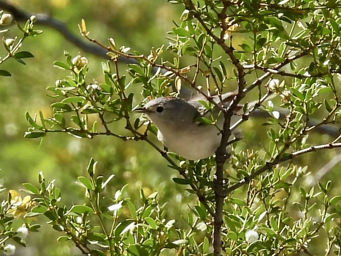 Lucy's Warbler - ML617932221