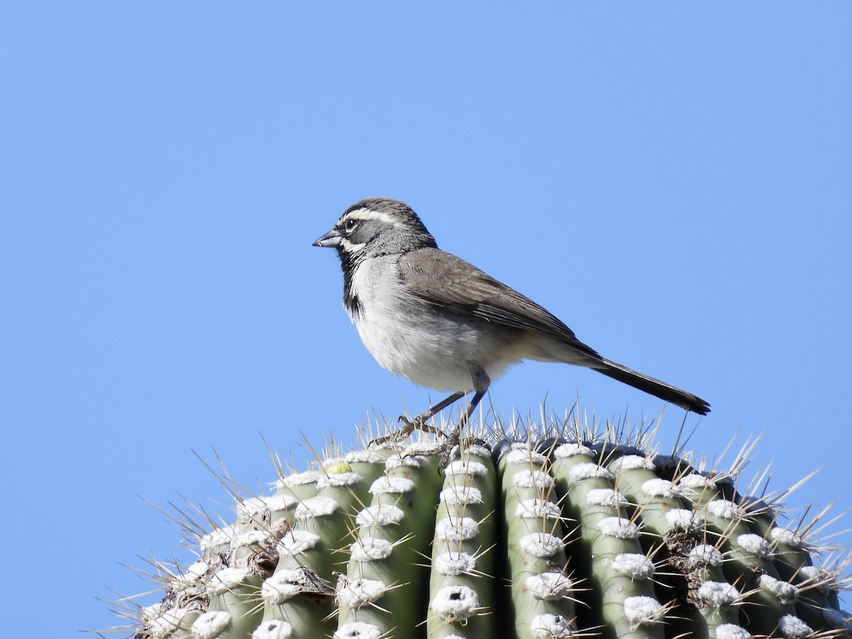 Black-throated Sparrow - ML617932235