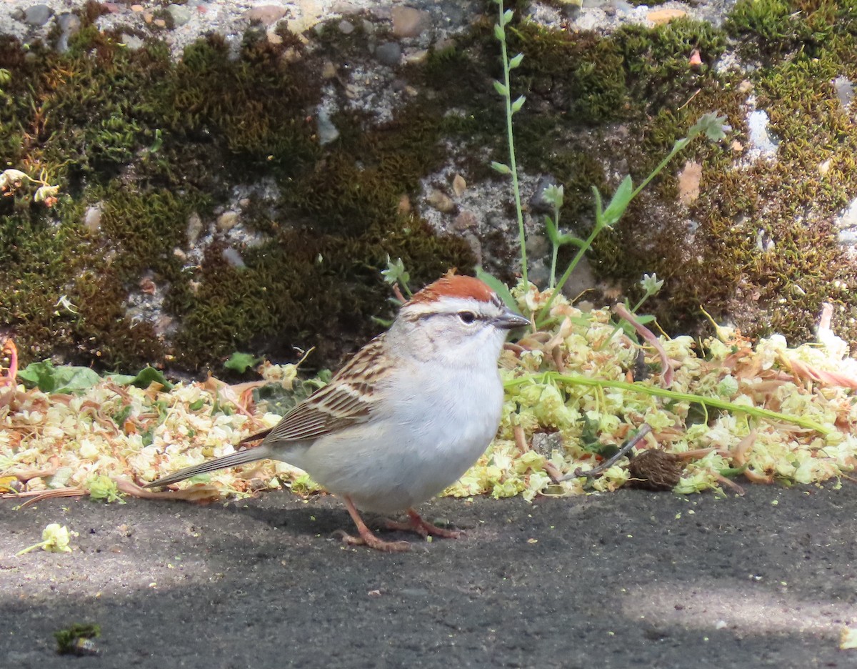 Chipping Sparrow - ML617932252