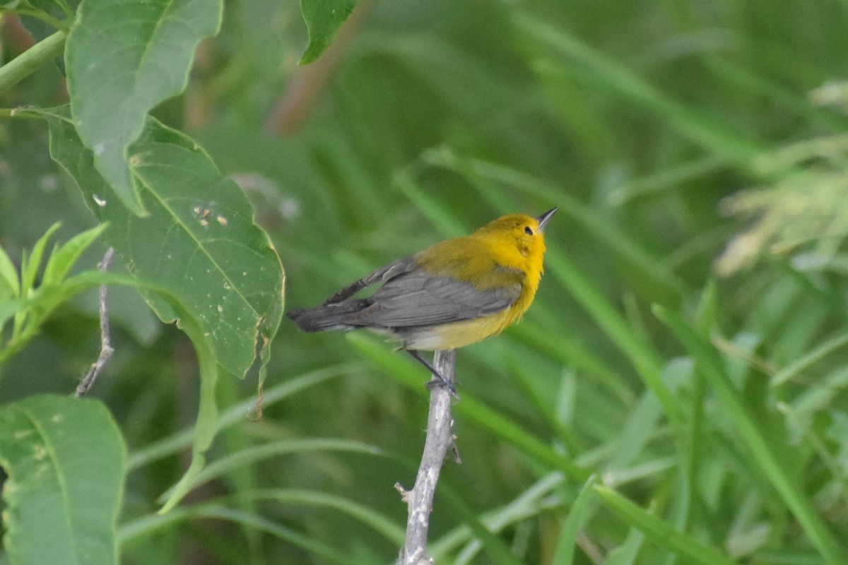 Prothonotary Warbler - ML617932266