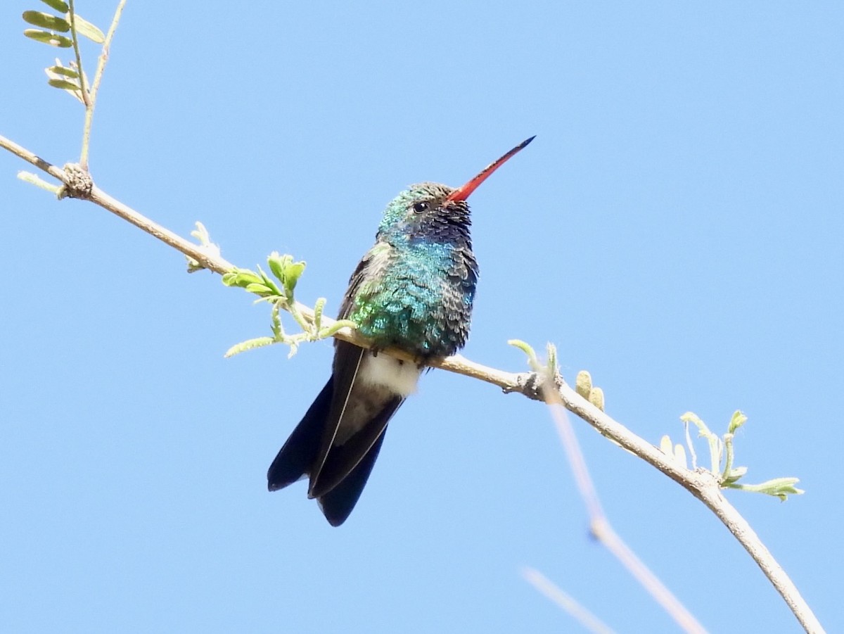 Broad-billed Hummingbird - ML617932271
