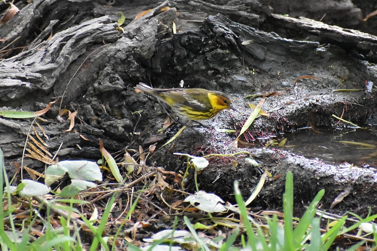 Cape May Warbler - ML617932272