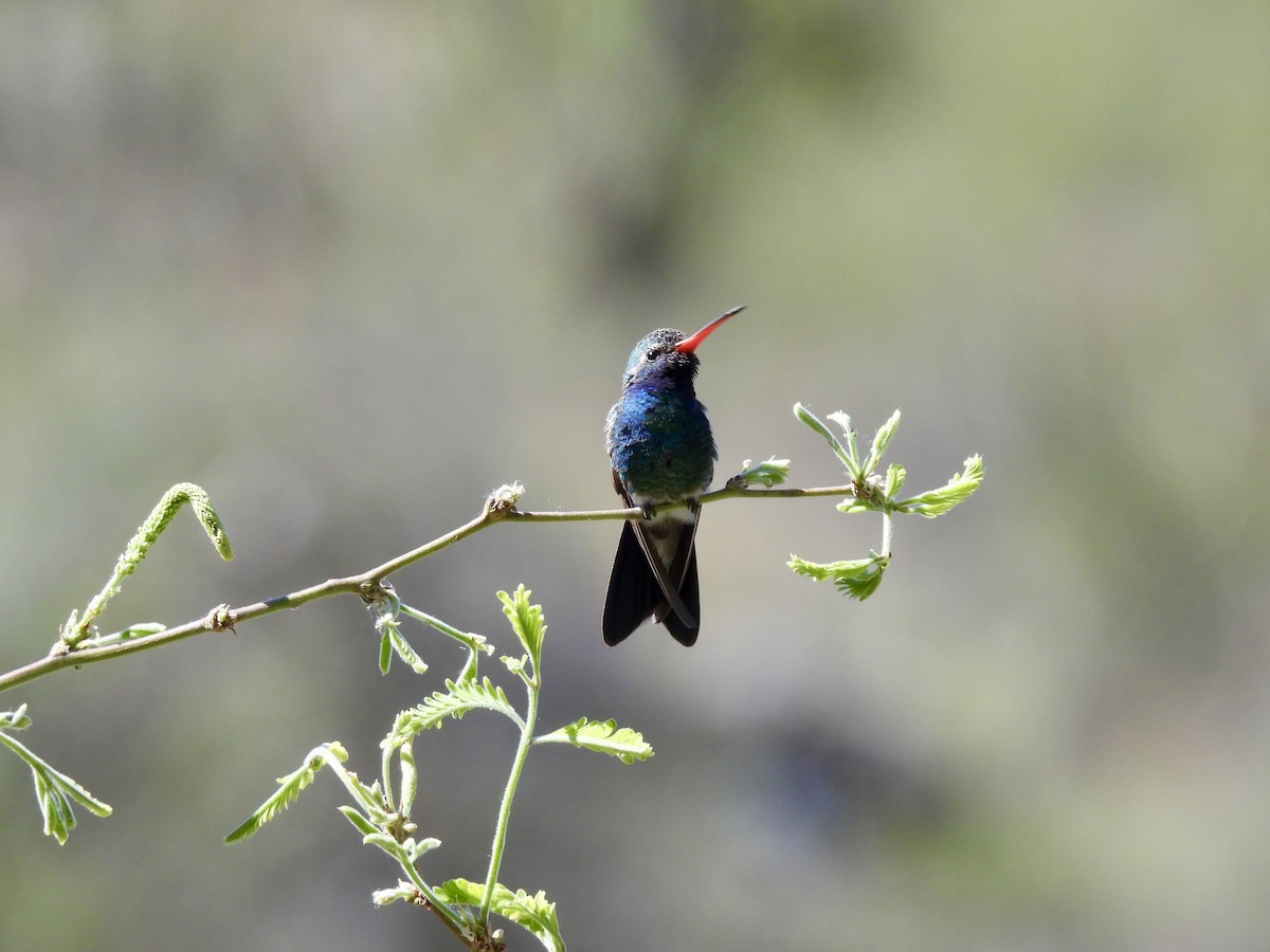 Broad-billed Hummingbird - ML617932276