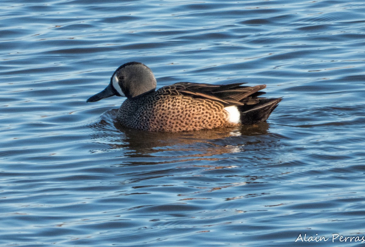 Blue-winged Teal - ML617932294
