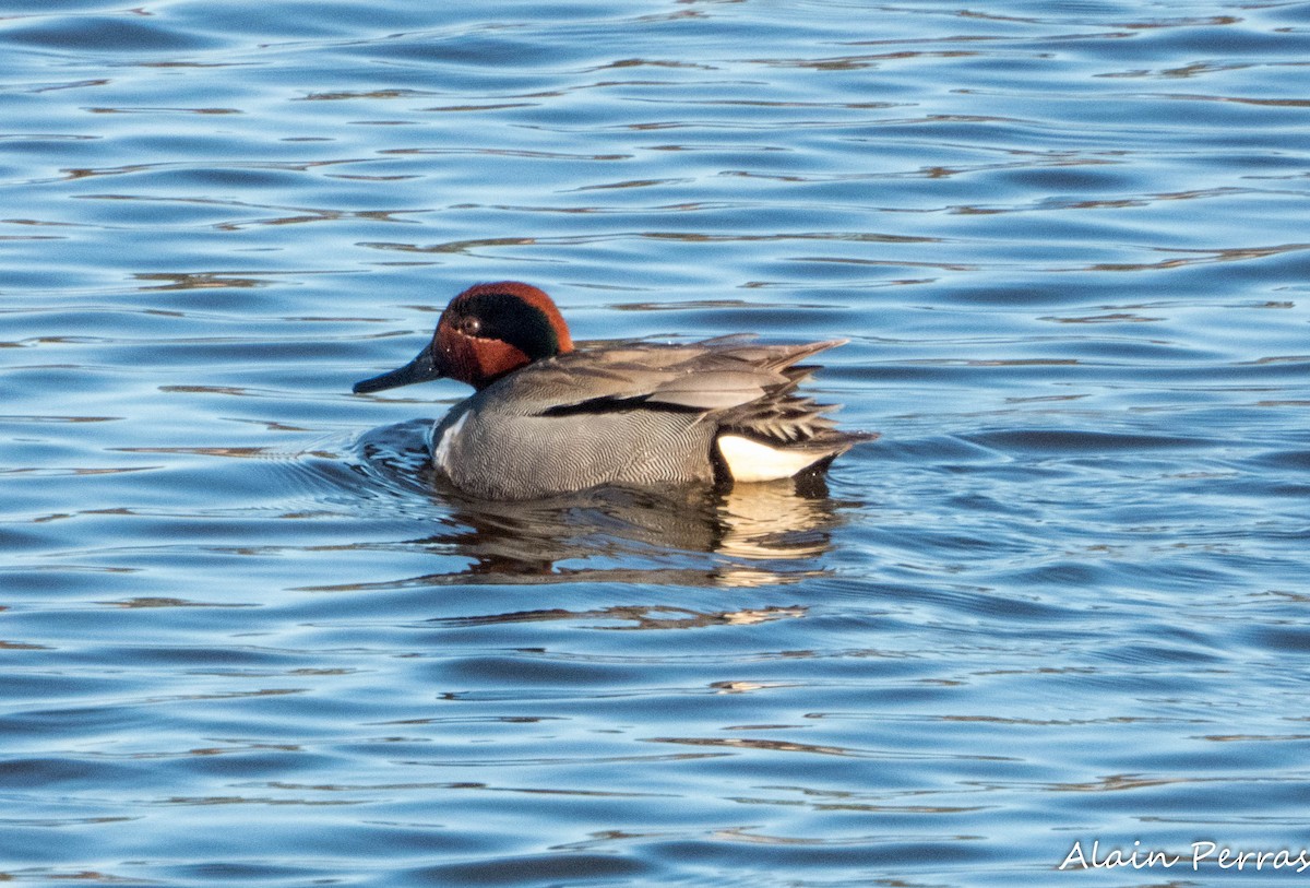 Green-winged Teal - ML617932306