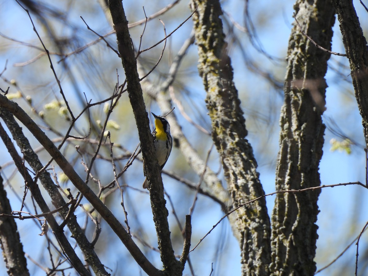 Yellow-throated Warbler - ML617932329