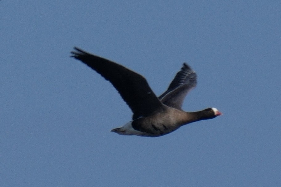 Lesser White-fronted Goose - ML617932367