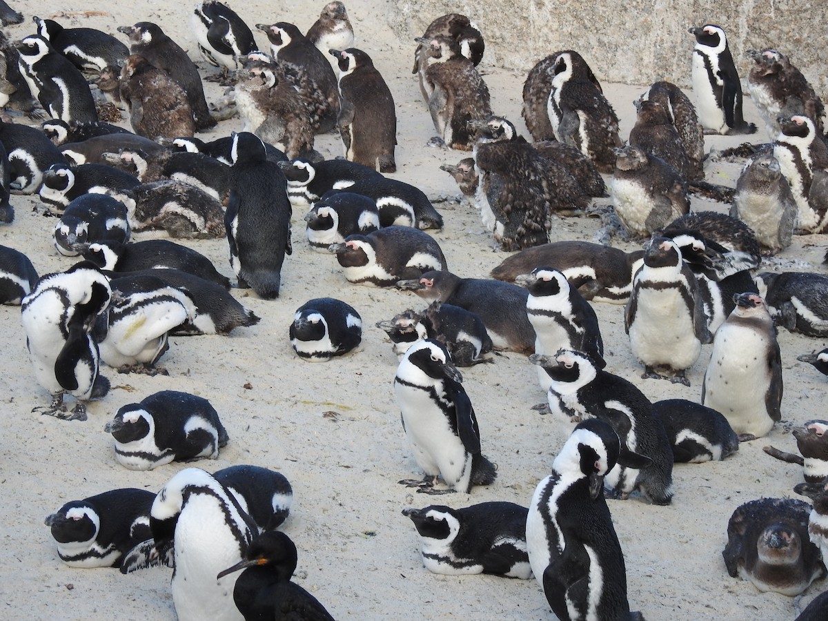 Pingüino de El Cabo - ML617932377