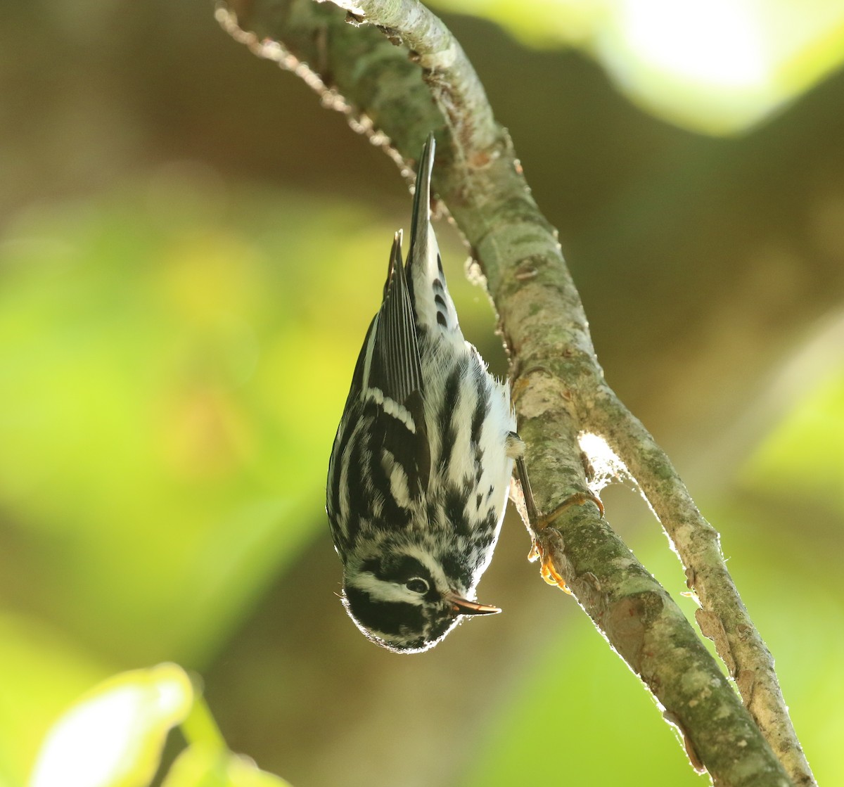 Black-and-white Warbler - Sujata roy