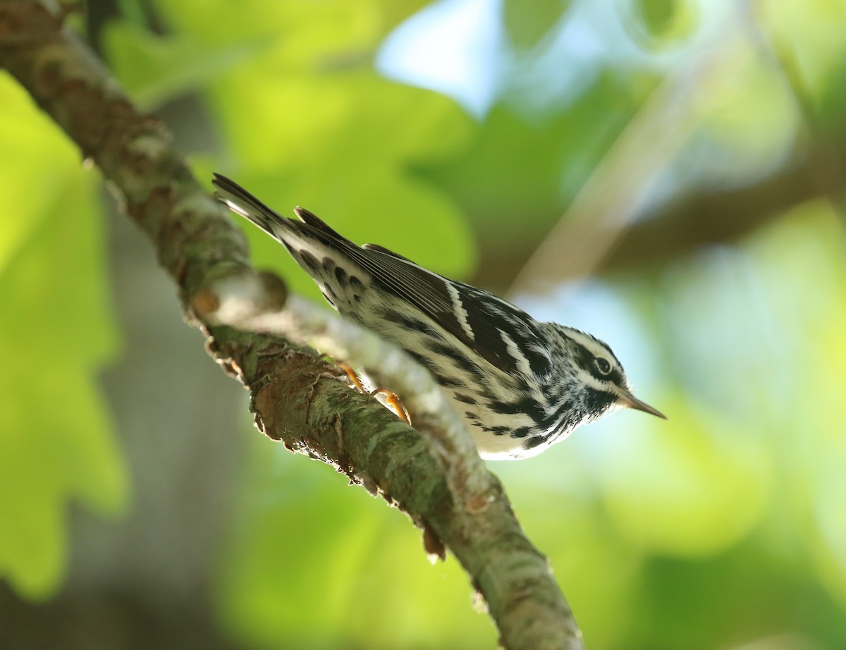 Black-and-white Warbler - ML617932385