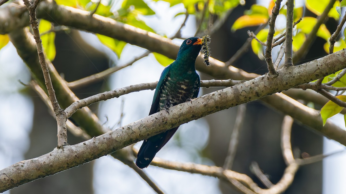Asian Emerald Cuckoo - ML617932490