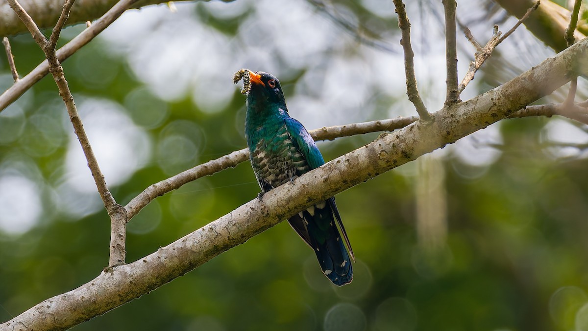 Asian Emerald Cuckoo - ML617932495