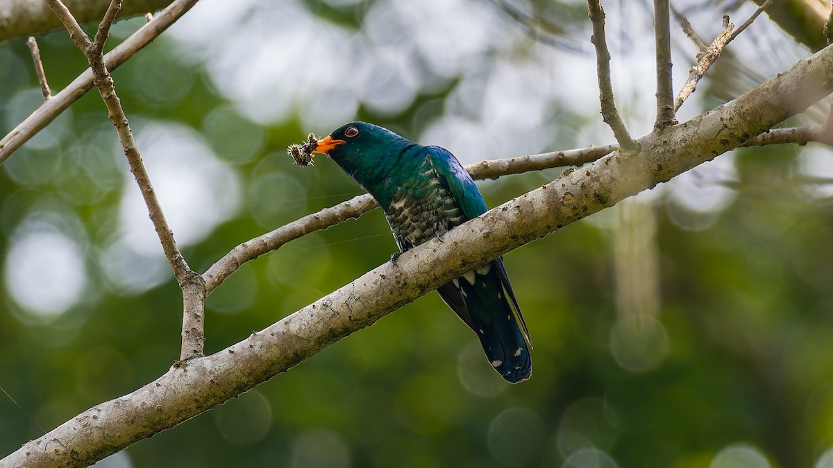 Asian Emerald Cuckoo - ML617932496