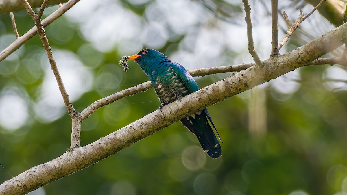 Asian Emerald Cuckoo - ML617932499