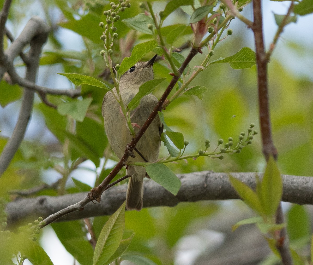 Ruby-crowned Kinglet - Ethan Cleveland