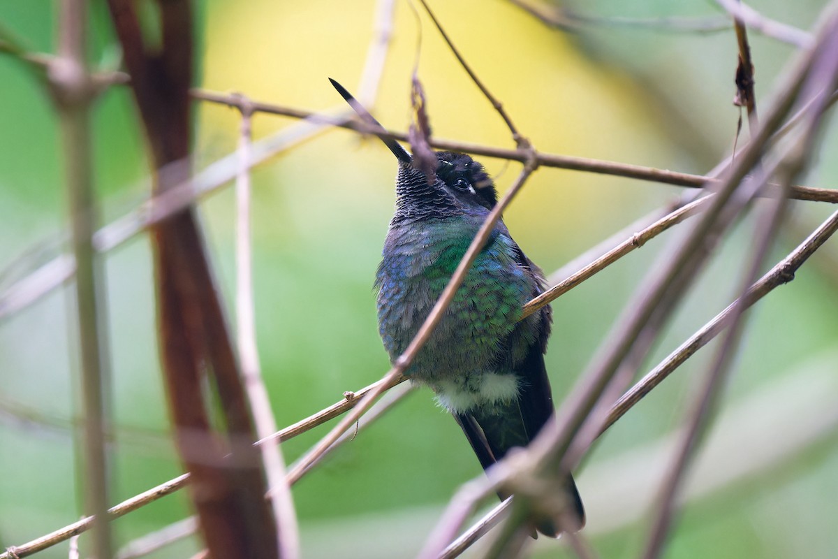 Talamanca Hummingbird - ML617932515