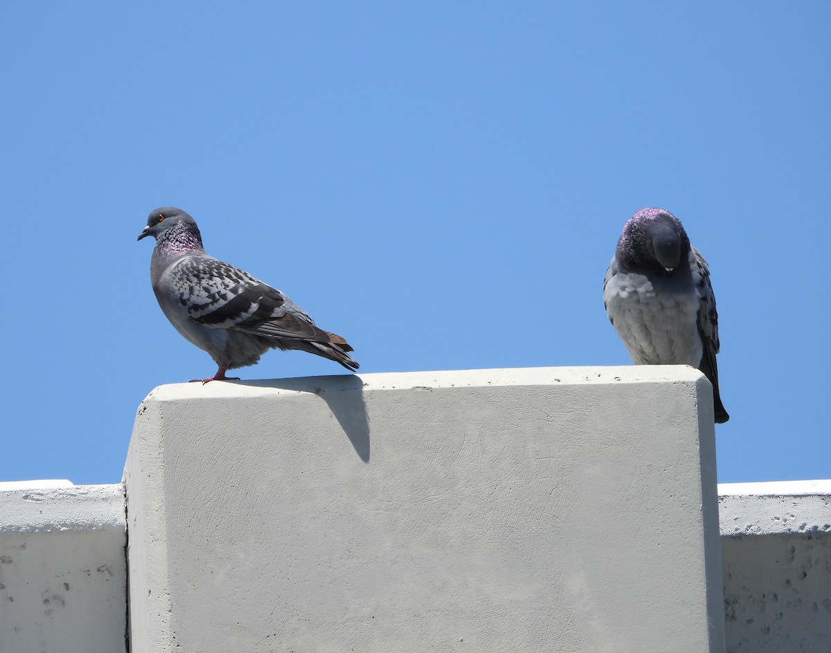 Rock Pigeon (Feral Pigeon) - ML617932541