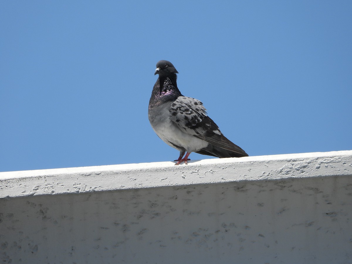 Rock Pigeon (Feral Pigeon) - ML617932542