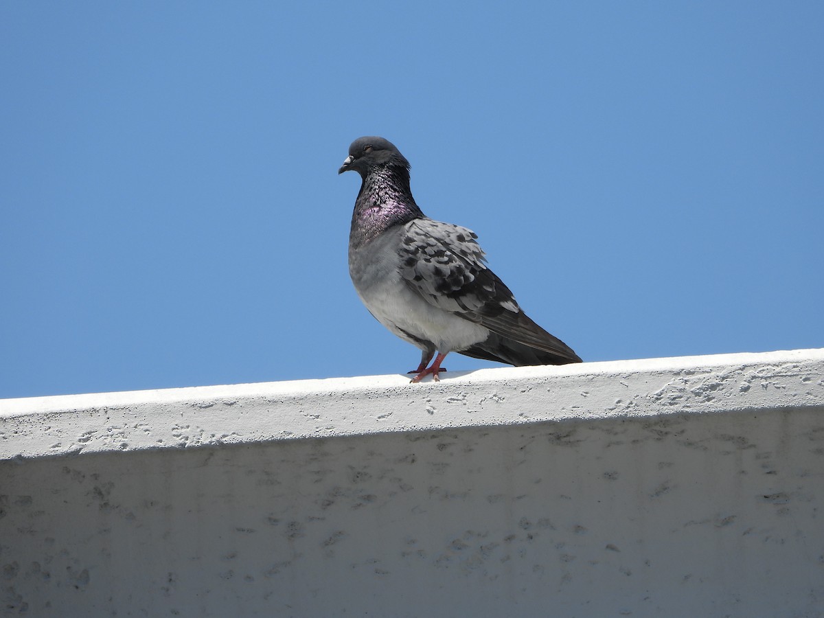 Pigeon biset (forme domestique) - ML617932543