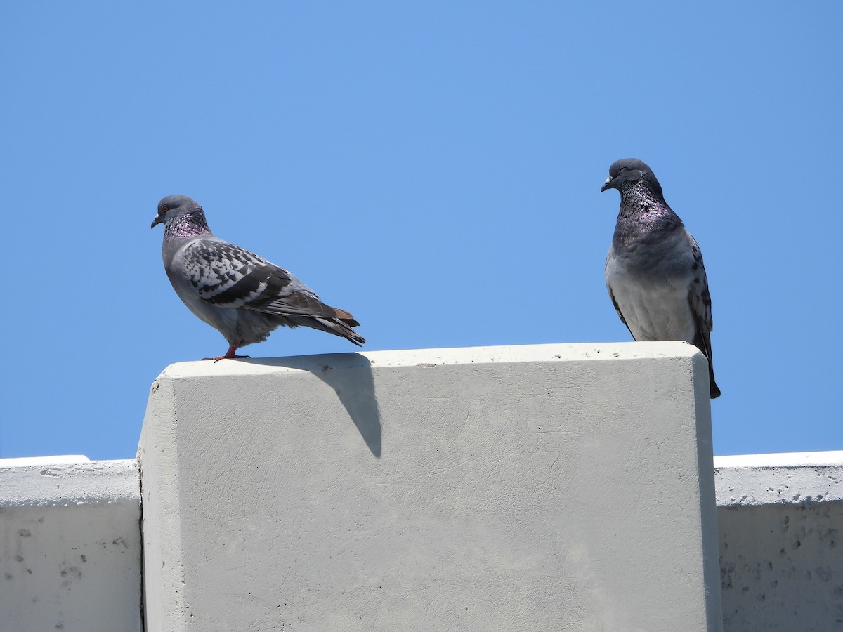 Rock Pigeon (Feral Pigeon) - ML617932544