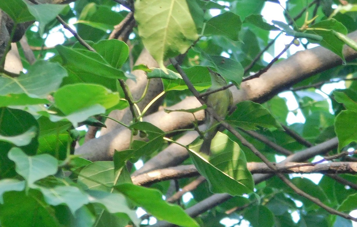 Large-billed Leaf Warbler - ML617932593