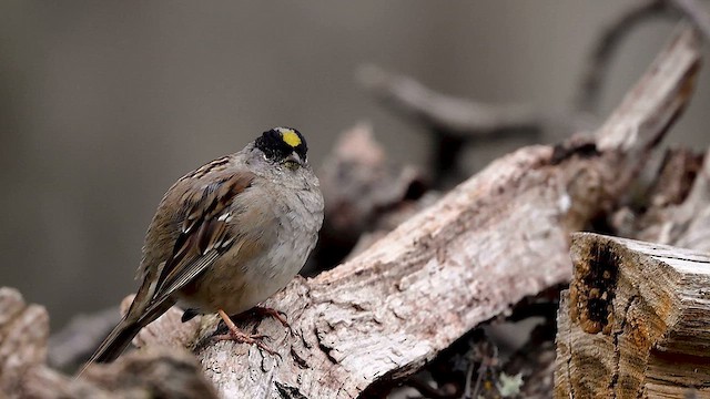 Golden-crowned Sparrow - ML617932601