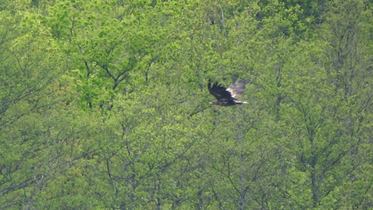 White-tailed Eagle - ML617932602